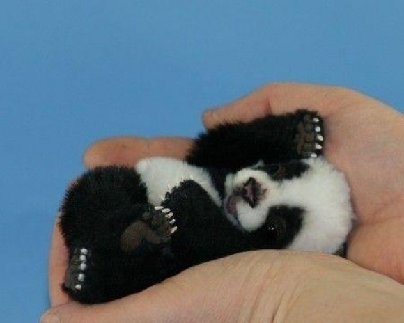 Animales adorables L-just-a-cute-little-panda