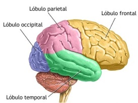 Lóbulos cerebrales - PsicoWisdom