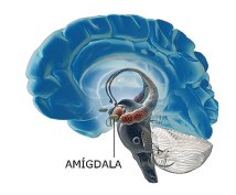 Amígdala - PsicoWisdom
